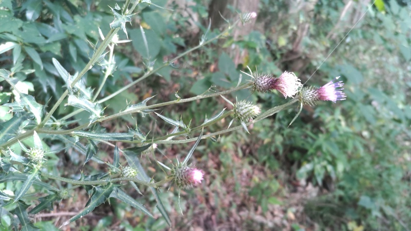 ノハラアザミの花 横浜市旭区矢指町矢指市民の森