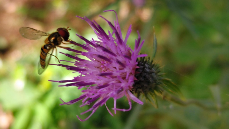 ノハラアザミのホソヒラタアブ 横浜市旭区矢指町矢指市民の森
