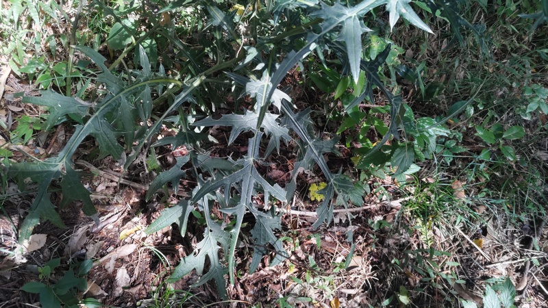 ノハラアザミ 横浜市旭区矢指町矢指市民の森