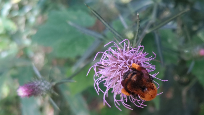 ノハラアザミのマルハナバチ 横浜市旭区矢指町矢指市民の森