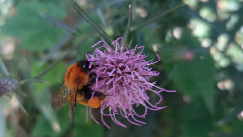 ノハラアザミのマルハナバチ 横浜市旭区矢指町矢指市民の森