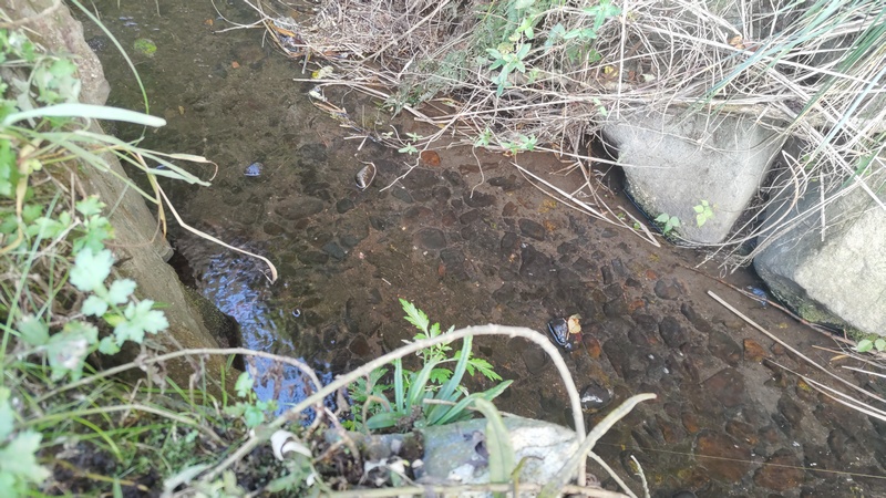 矢指川源流 横浜市旭区矢指町矢指市民の森