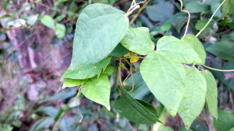トキリマメの葉 横浜市旭区矢指町矢指市民の森