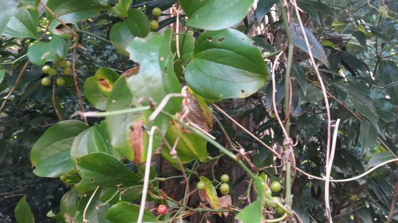 サルトリイバラの果実 横浜市旭区矢指町矢指市民の森