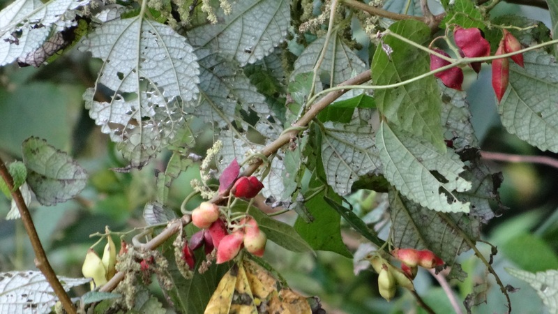 トキリマメの果実 横浜市旭区矢指町矢指市民の森