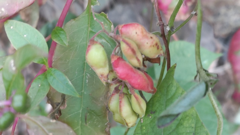トキリマメの果実 横浜市旭区矢指町矢指市民の森