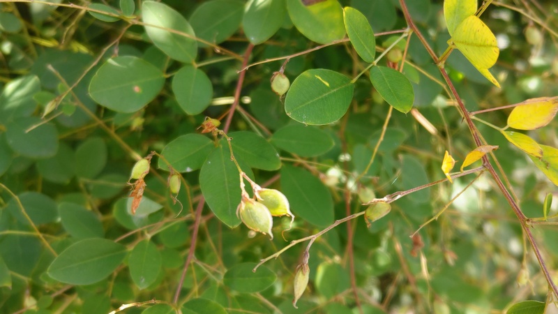 ミヤギノハギの果実 横浜市旭区矢指町矢指市民の森