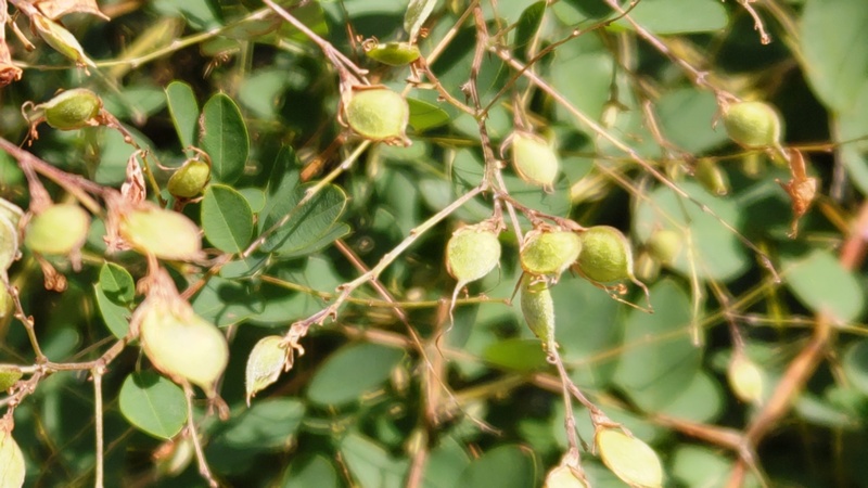 ミヤギノハギの果実 横浜市旭区矢指町矢指市民の森