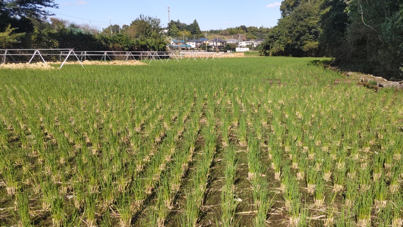 水田 横浜市旭区矢指町矢指市民の森