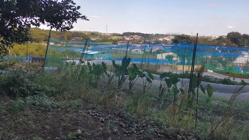 東方面を望む 横浜市旭区矢指町矢指市民の森