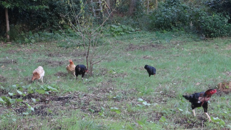 シャモ 横浜市旭区矢指町
