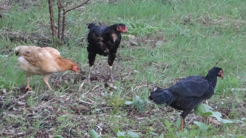 シャモ 横浜市旭区矢指町