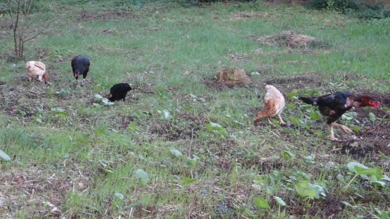 シャモ 横浜市旭区矢指町