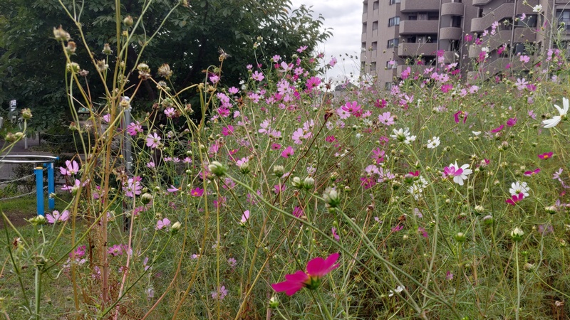 コスモスの花 川崎市幸区さいわいふるさと公園