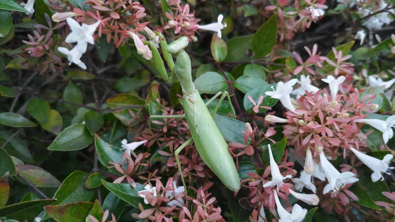 アベリアのハラビロカマキリ 川崎市幸区