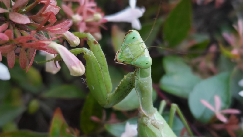 アベリアのハラビロカマキリ 川崎市幸区