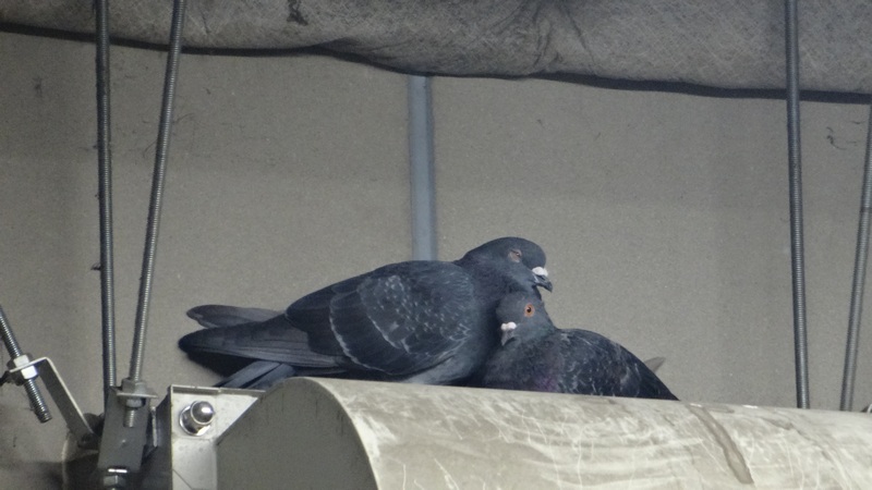 ドバト 川崎市幸区