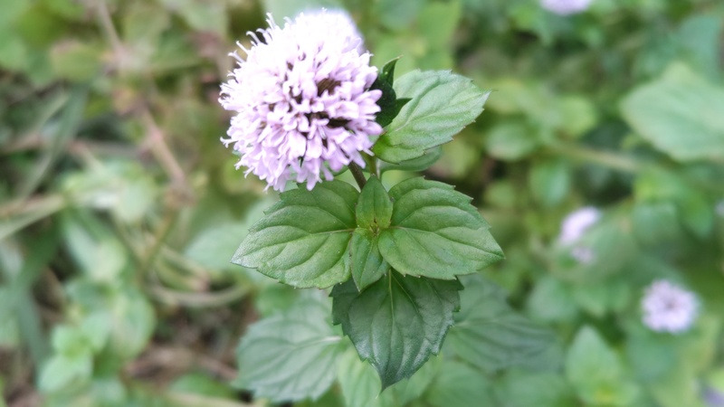 ラベンダーミントの花 川崎市幸区さいわいふるさと公園