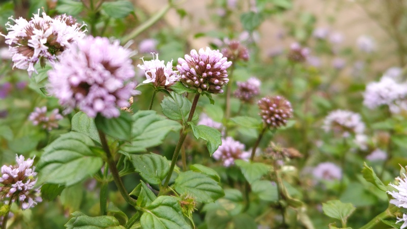 ラベンダーミントの花 川崎市幸区さいわいふるさと公園