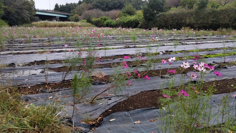 コスモス 横浜市旭区矢指町追分市民の森