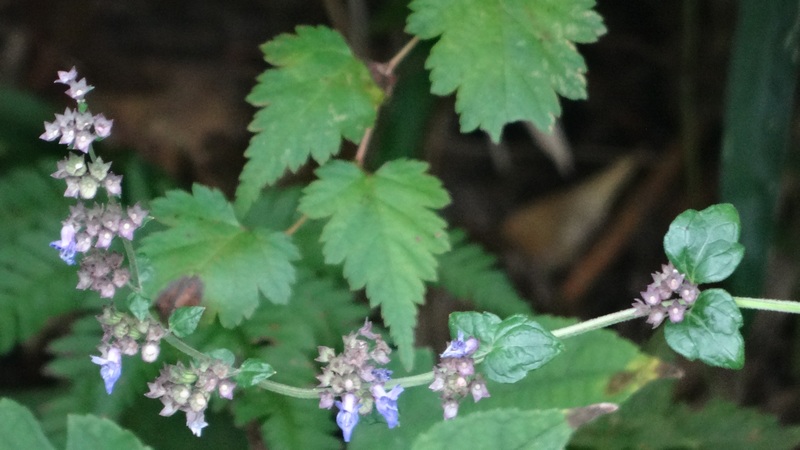ヤマハッカの花 横浜市旭区矢指町矢指市民の森