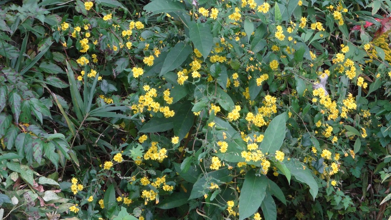 ヤクシソウの花 横浜市旭区矢指町矢指市民の森