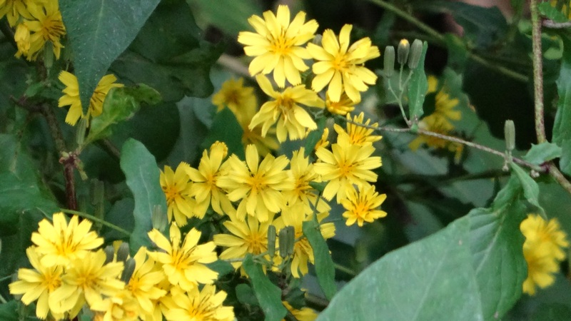 ヤクシソウの花 横浜市旭区矢指町矢指市民の森