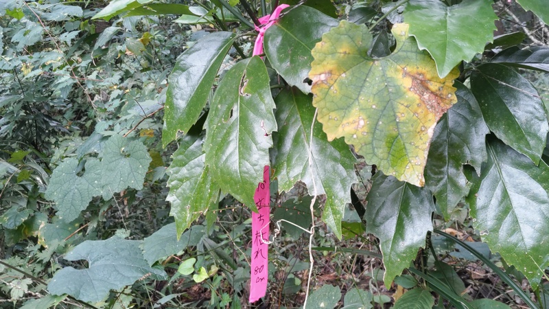 アオキに付けられたリボン 横浜市旭区矢指町矢指市民の森
