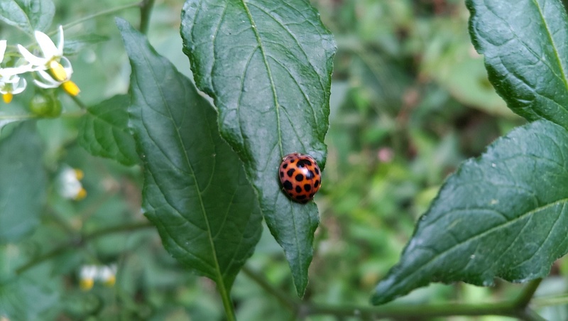 イヌホオズキのニジュウヤホシテントウ 横浜市旭区矢指町矢指市民の森