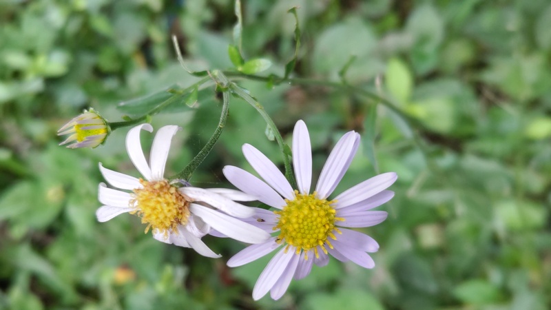カントウヨメナの花 横浜市旭区矢指町追分市民の森