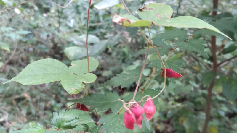 トキリマメの果実 横浜市旭区矢指町追分市民の森