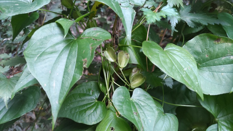オニドコロの若い果実 横浜市旭区矢指町追分市民の森