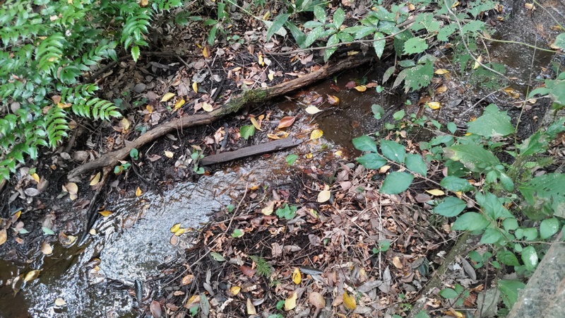 矢指川源流 横浜市旭区矢指町矢指市民の森