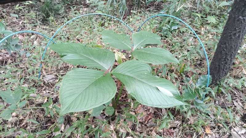 ムサシアブミ 横浜市旭区矢指町追分市民の森