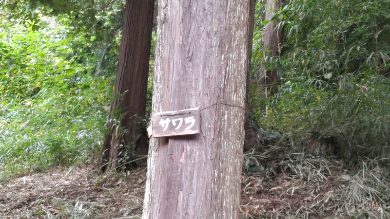 サワラ 横浜市旭区矢指町追分市民の森