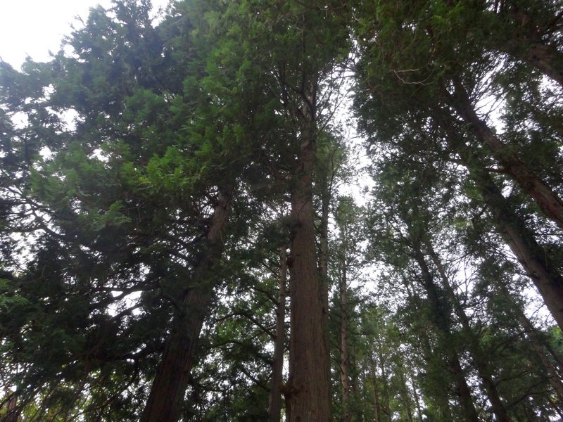 サワラ 横浜市旭区矢指町追分市民の森