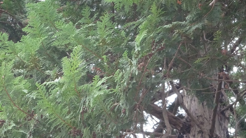 サワラ 横浜市旭区矢指町追分市民の森