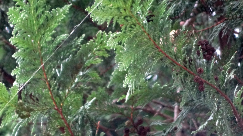 サワラ 横浜市旭区矢指町追分市民の森