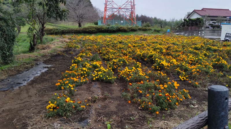 マリーゴールドの花 横浜市旭区矢指町追分市民の森