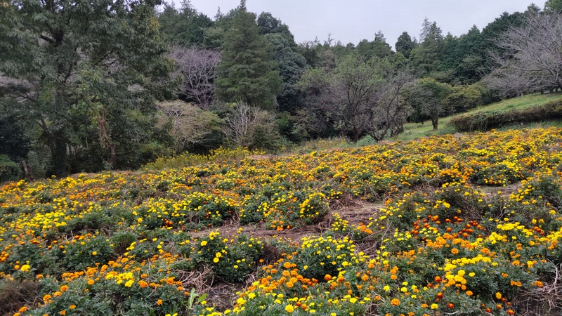 マリーゴールドの花 横浜市旭区矢指町追分市民の森