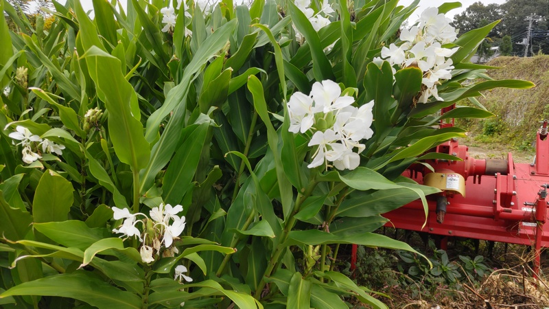 ハナシュクシャの花 横浜市旭区下川井町