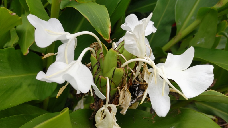 ハナシュクシャの花 横浜市旭区下川井町
