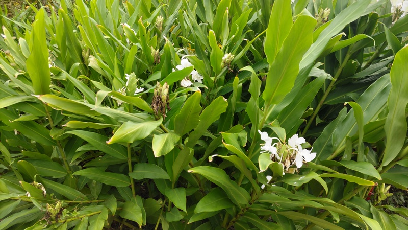 ハナシュクシャの花 横浜市旭区下川井町
