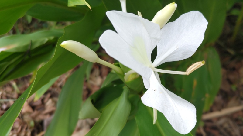 ハナシュクシャの花 横浜市旭区下川井町