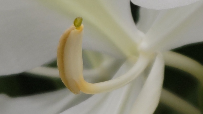 ハナシュクシャの花 横浜市旭区下川井町