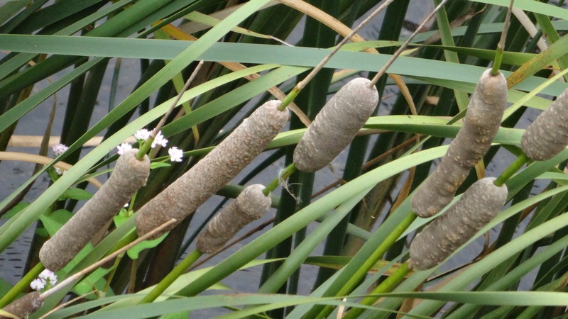 ヒメガマの穂 横浜市旭区今宿南町
