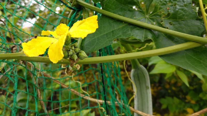 ヘチマの花 横浜市旭区今宿南町