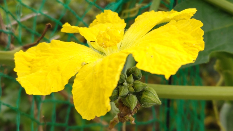 ヘチマの花 横浜市旭区今宿南町