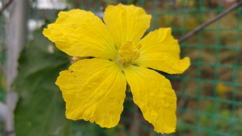 ヘチマの花 横浜市旭区今宿南町