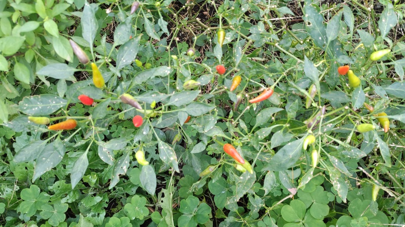 トウガラシの果実 横浜市旭区今宿南町